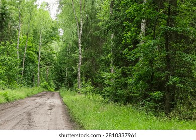 This scenic forest path invites exploration with its dense greenery and dappled sunlight filtering through the canopy