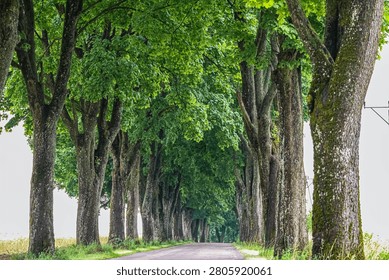 This scenic pathway is bordered by mature trees with dense green leaves, forming a beautiful canopy over the road ahead