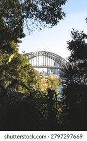 This scenic shot frames the iconic Sydney Harbour Bridge through a lush opening of green trees and tropical foliage. In the distance beneath the bridge, the distinct towers and spires of Luna Park are visible along the waterfront.