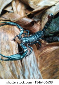 This Scorpion With The Latin Name Scorpiones Comes Out Of Its Nest And Runs On Dry Leaves