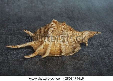 This is a sea snail shell from the genus Lambis, commonly known as the Spider Conch.