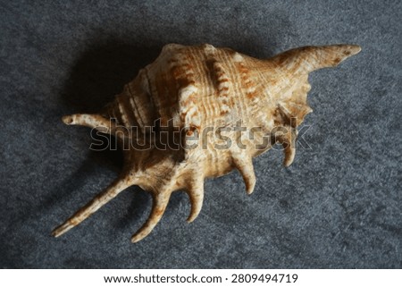 This is a sea snail shell from the genus Lambis, commonly known as the Spider Conch.