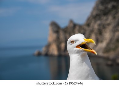 This seagull appears to be laughing at something