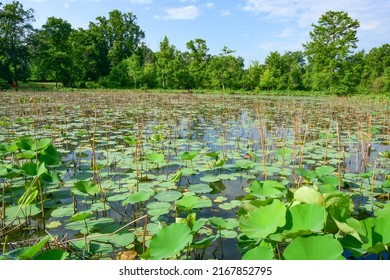 This seemingly  almost empty pond will be full of towering lotus plants in early July. Kenilworth Aquatic Gardens, Washington, DC. - Shutterstock ID 2167852795