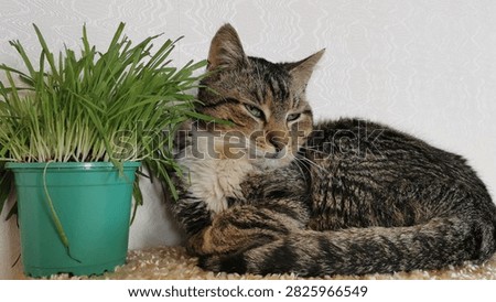 In this serene image, an elegant tabby cat lounges comfortably next to a vibrant green potted grass plant. The bright natural light enhances the warm and soothing atmosphere, illustrating the essence of calmness and relaxation while beautifully showcasing the feline's luscious fur and gentle demeanor.