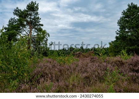 This serene landscape captures the natural beauty of heather fields in bloom, with their distinctive purple flowers. The scene is dotted with robust pine trees, providing a rich green contrast to the