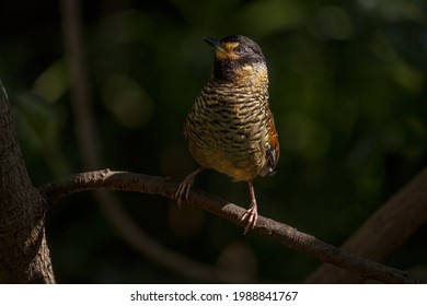 This serene nature image features a beautiful yellow and brown bird perched alertly on a branch.