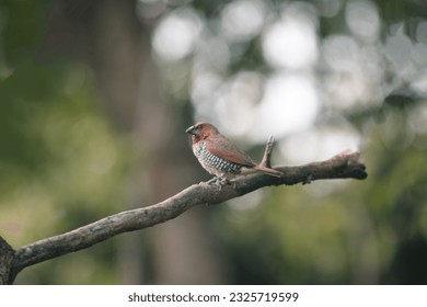 in this serene photograph, a beautiful brown-colored bird perches gracefully on an old tree branch, The bird's delicate feathers stand out against the lush green foliage that surrounds it