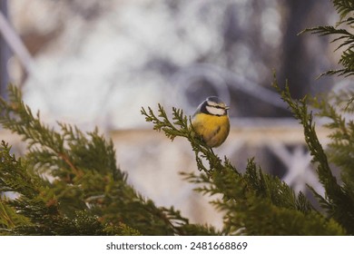 This serene photograph captures a beautiful blue tit resting amidst evergreen branches. The bird's striking blue and yellow feathers stand out against the lush green foliage, creating a picturesque an - Powered by Shutterstock