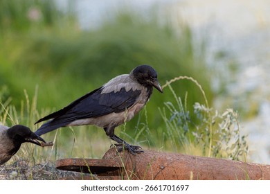 In this serene setting, two crows are seen interacting while perched on a rusty pipe. The lush green environment adds to the beauty of nature, showcasing wildlife's charm and behavior.