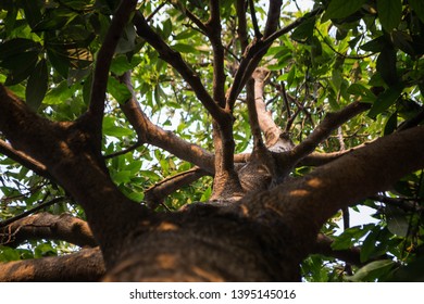 This Is A Shot Of A Avacado Tree Showing The Path .