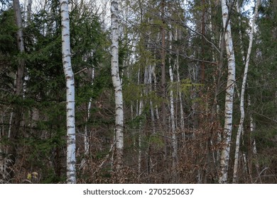This shot features a mixed forest where the thin, white trunks of birch trees contrast sharply with the dark green conifers and the brown autumnal undergrowth.