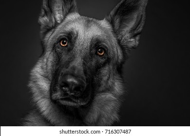 This Shot Is A German Shepard Converted To Black And White With The Eyes Isolated In Color 