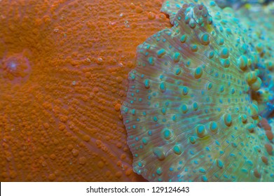 This Shot Illustrates Two Colorful Overlapping Mushroom Corals.