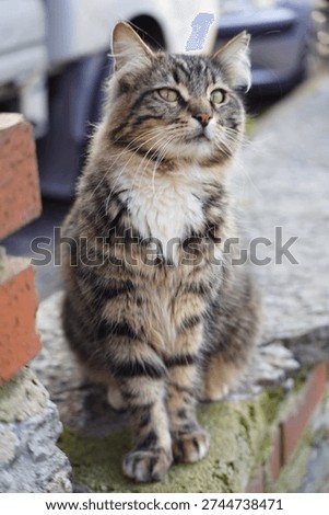 ​In this shot, the same fluffy tabby cat transitions from a playful "meow" to a regal and composed pose. Sitting upright with its head held high, it gazes upward with a calm and dignified expression. The soft white fur on its chest and the intricate tabby patterns are beautifully highlighted against the blurred urban background