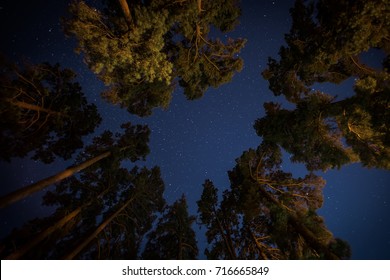 This Is A Shot Of The Starry Night Sky Taken Looking Up Through Pine Trees In Arkansas. 