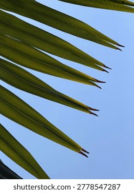 This is showing the sharp, pointed tips of green palm fronds radiating outward against a clear, vibrant blue sky.
