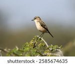 This Siberian Stonechat bird photo was taken in Ranavav Barda Sanctuary. Camera Canon 90D Lens Canon 75 300MM