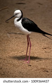 this is a side view of a black winged stilt