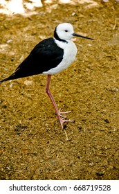 this is a side view of a black winged stilt