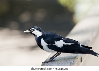 This Is A Side View Of A Magpie Lark