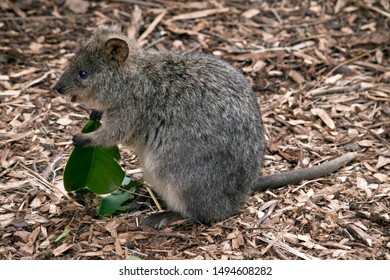 220 Quokka eat Images, Stock Photos & Vectors | Shutterstock