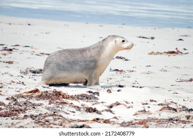 This Is A Side View Of A Sea Lion Pup