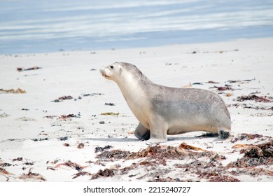 This Is A Side View Of A Sea Lion Pup