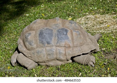 This Side View Tortoise Stock Photo 484663510 | Shutterstock