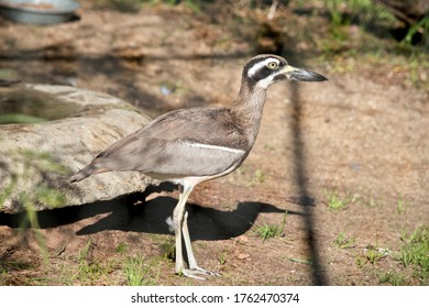 This Is A Sideview Of A Beach Stone Curlew