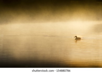 This single duck swims quietly through the heavy mist created by a warm winter sunrise on a very cold morning. - Powered by Shutterstock