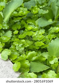 This slender blade of grass, at this moment, appears like a towering landmark in an ant city.