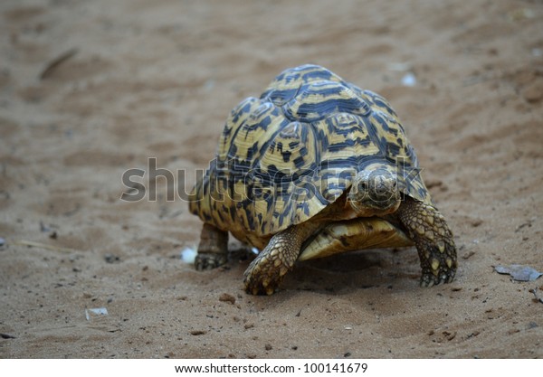 This Slow Moving Tortoise Going Across Stock Photo 100141679 | Shutterstock