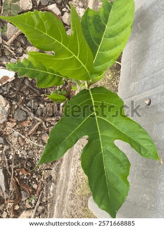 This is a small artocarpus also called breadfruit tree. Oflen fount in the east asia