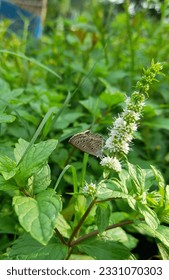 This is a small butterfly