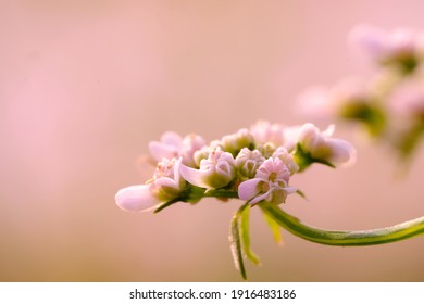 This Is Small Coriander Flower Close  Up