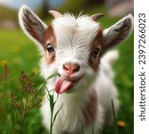 This is a small, lovely and beautiful  goat, that is eating green grass in a green environment with red tongue,