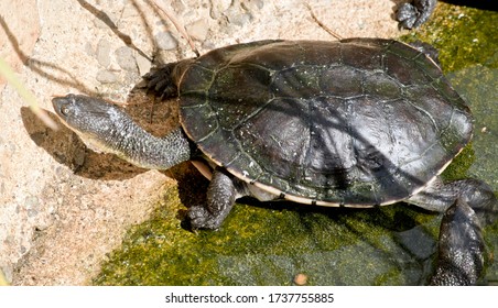 100 Turtle long nose Images, Stock Photos & Vectors | Shutterstock