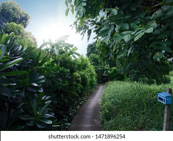 This small road cuts through forests with many trees and grasses around.