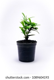 this is small rubiaceae 