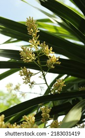 This Small Tree Is Called “CHANPHA” (Dracaena Loureiri) Dracaena Cocbinchinensis (lour.) S.c. Chen. The Flowers Are Light Green. The Leafs Are Long Slender.