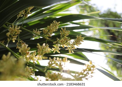 This Small Tree Is Called “CHANPHA” (Dracaena Loureiri) Dracaena Cocbinchinensis (lour.) S.c. Chen. The Flowers Are Light Green. The Leafs Are Long Slender.