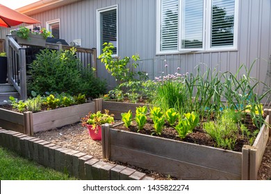 This Small Urban Backyard Garden Contains Square Raised Planting Beds For Growing Vegetables And Herbs Throughout The Summer.  Brick Edging Is Used To Keep Grass Out, And Mulch Helps Keep Weeds Down.
