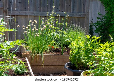 This Small Urban Backyard Garden Contains Square Raised Planting Beds For Growing Vegetables And Herbs Throughout The Summer.  Paver Edging Is Used To Keep Grass Out, And Mulch Helps Keep Weeds Down.