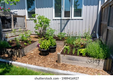 This Small Urban Backyard Garden Contains Square Raised Planting Beds For Growing Vegetables And Herbs Throughout The Summer.  Paver Edging Is Used To Keep Grass Out, And Mulch Helps Keep Weeds Down.