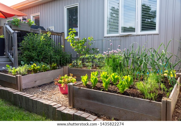 This small urban backyard garden contains square
raised planting beds for growing vegetables and herbs throughout
the summer.  Brick edging is used to keep grass out, and mulch
helps keep weeds down.
