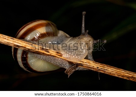 Similar – Garden snail IV Leaf