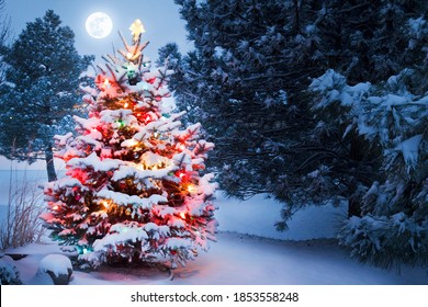 This Snow Covered Christmas Tree stands out brightly against the dark blue tones of early morning light in this winter scene. - Powered by Shutterstock