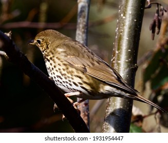 For This Song Thrush Spring Is Coming.