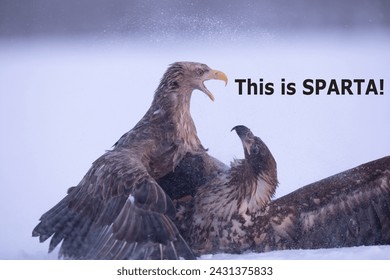 This is Sparta, meme, Eagles fighting in the snow